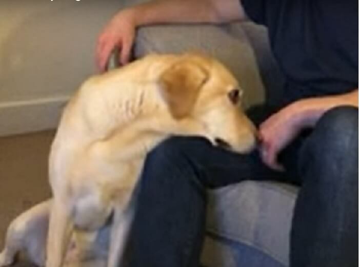 ラブラドールレトリーバー,動画