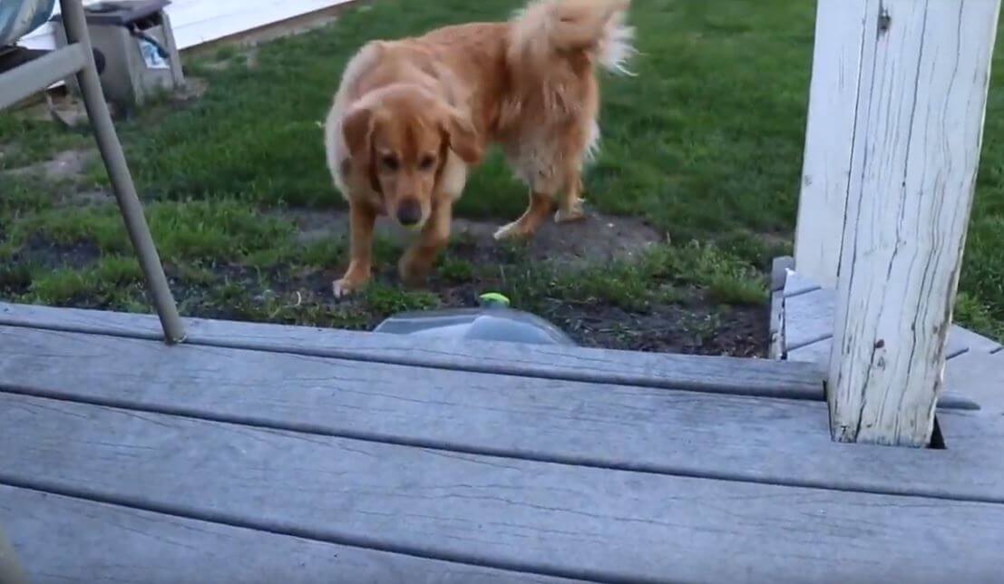 ゴールデンレトリーバー,動画