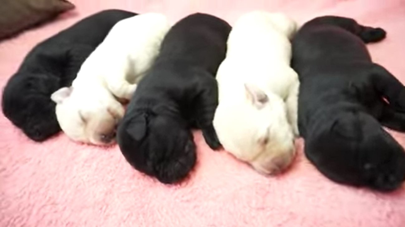 ラブラドールレトリーバー,動画