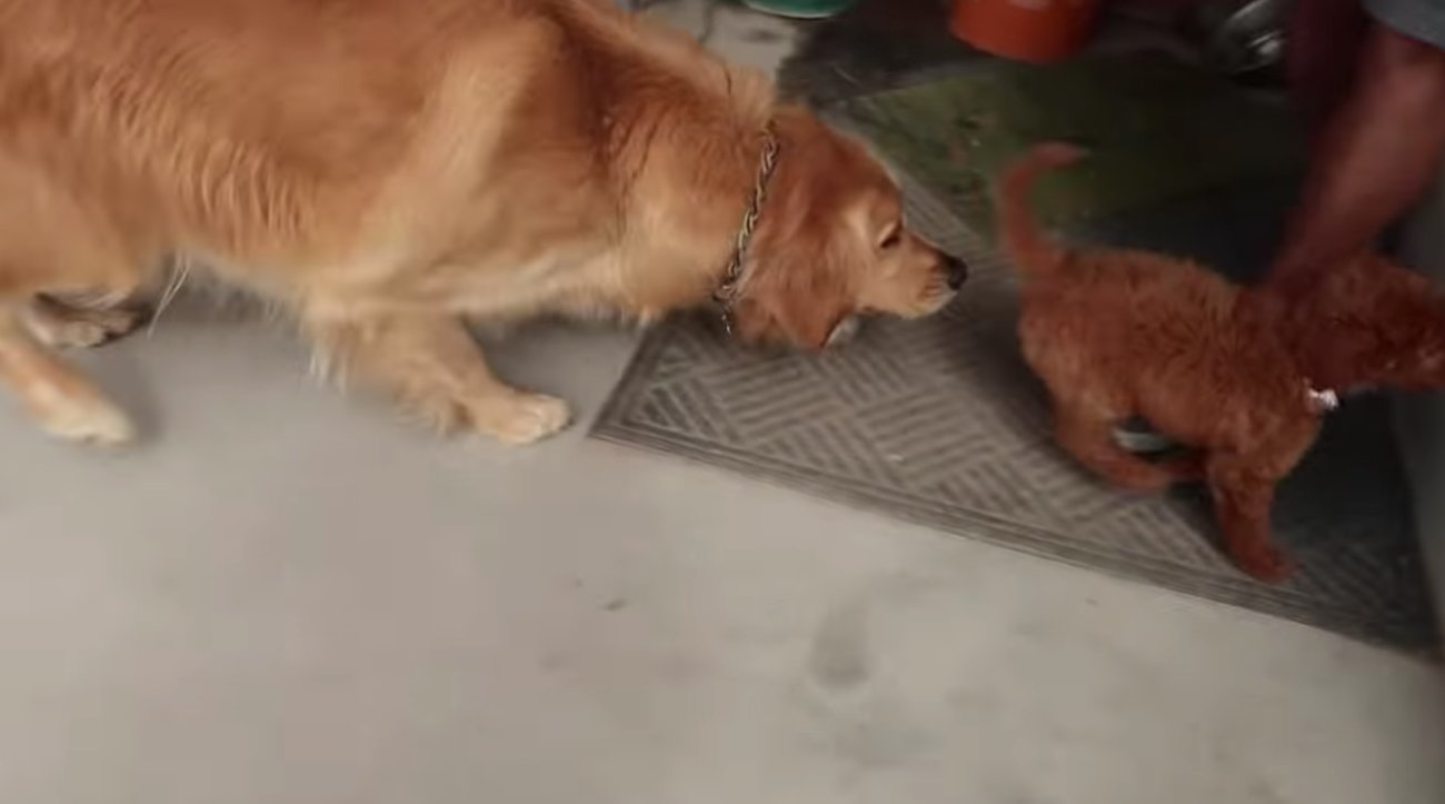 ゴールデンレトリーバー,動画