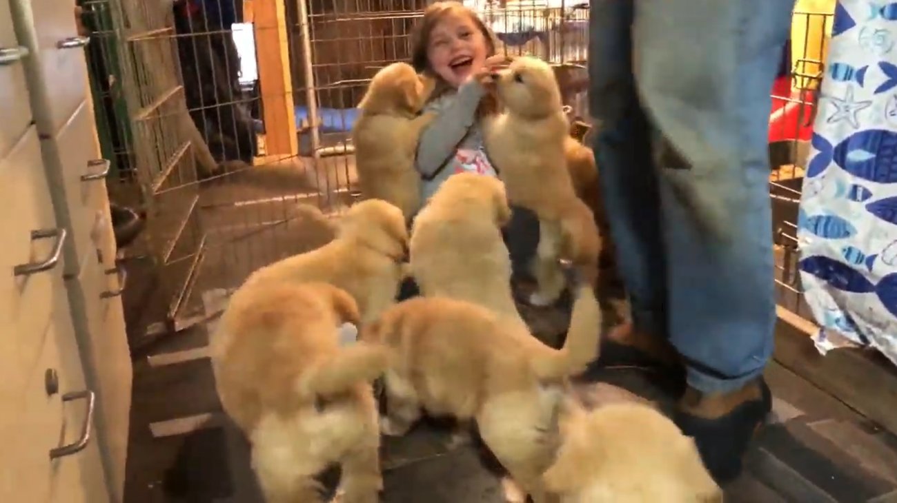 ゴールデンレトリーバー,動画