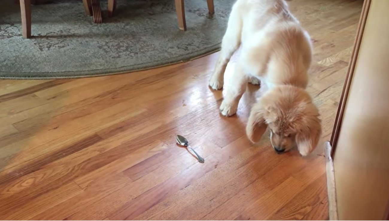 ゴールデンレトリーバー,動画