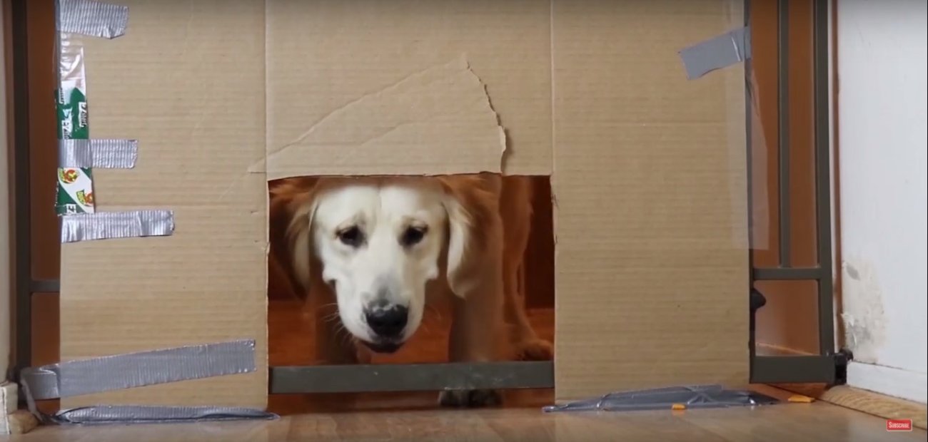 ゴールデンレトリーバー,動画