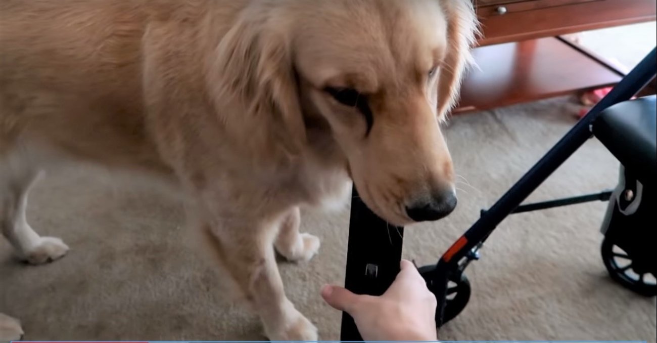 ゴールデンレトリーバー,動画