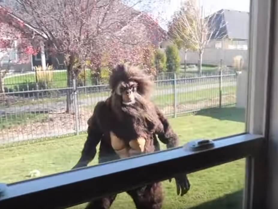 ゴールデンレトリーバー,動画