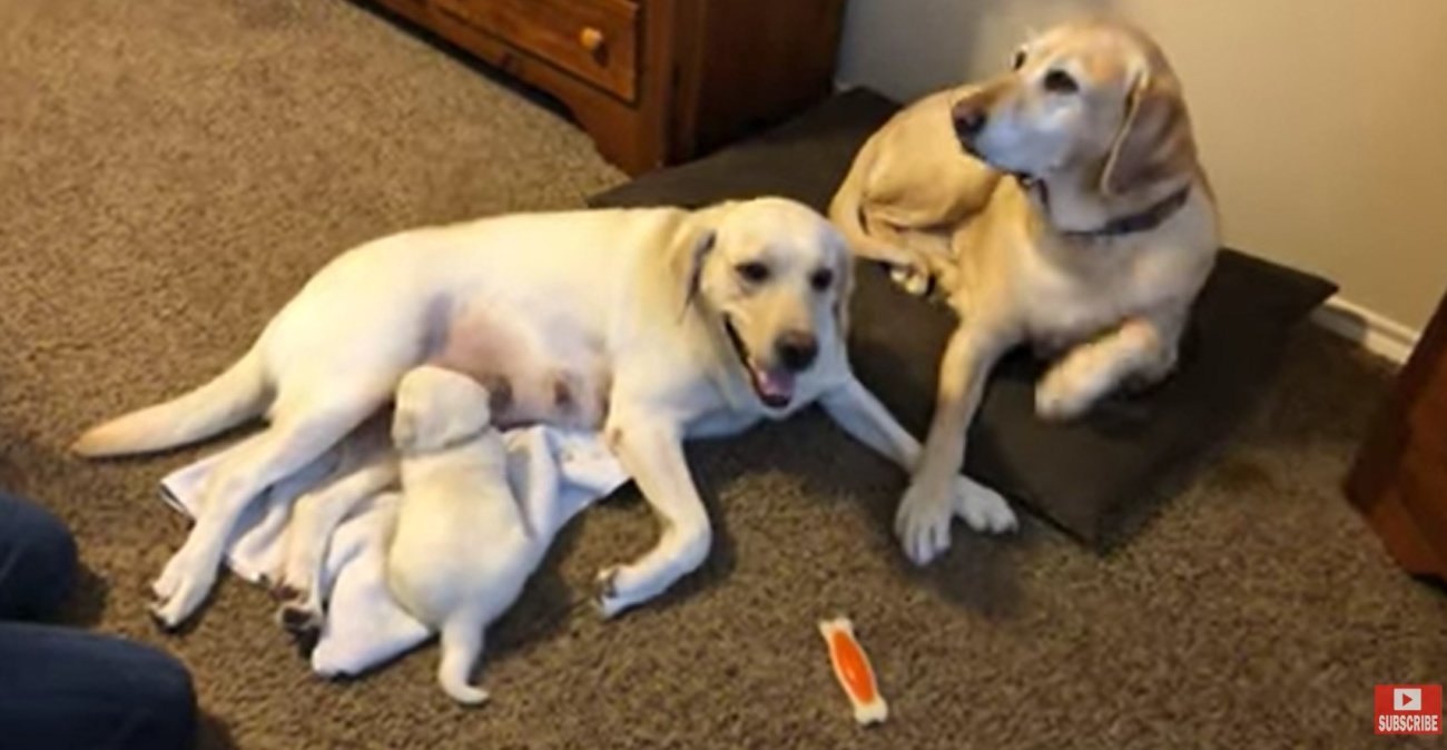 ラブラドールレトリーバー,動画