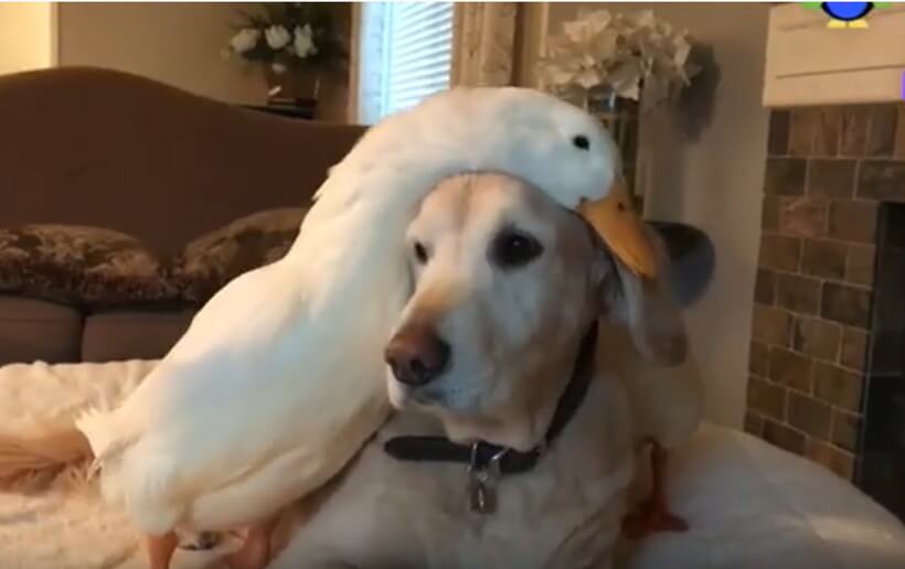 ゴールデンレトリーバー,動画