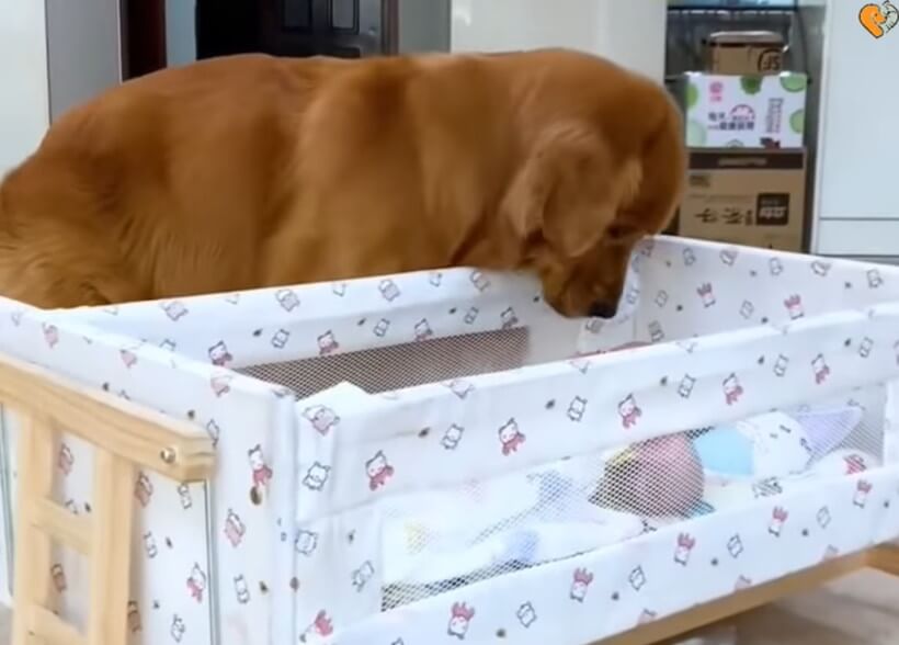 ゴールデンレトリーバー,動画