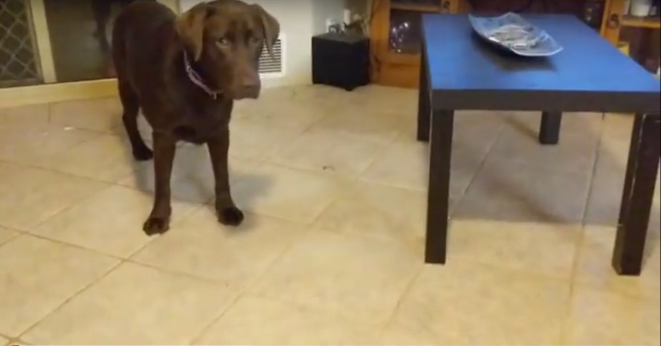 ラブラドールレトリーバー,動画