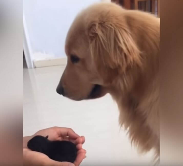 ゴールデンレトリーバー,動画