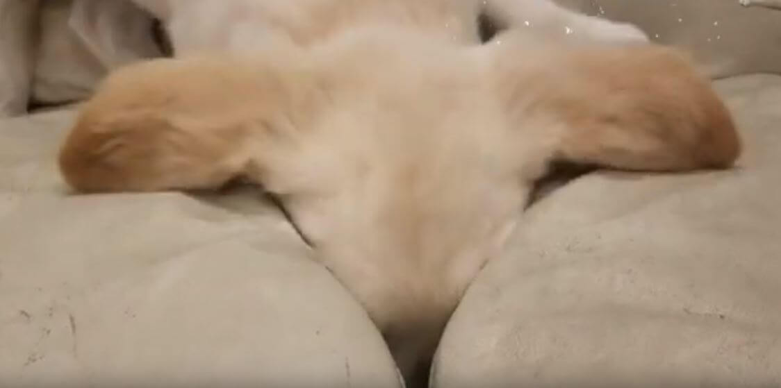 ゴールデンレトリーバー,動画