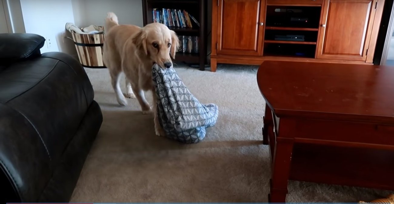 ゴールデンレトリーバー,動画