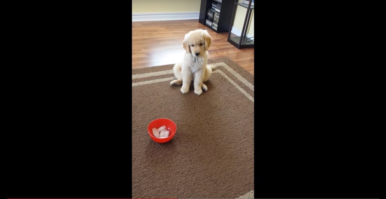 ゴールデンレトリーバー,動画