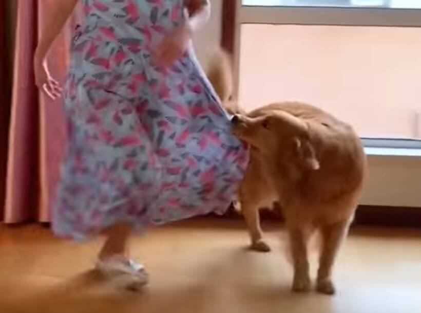 ゴールデンレトリーバー,動画