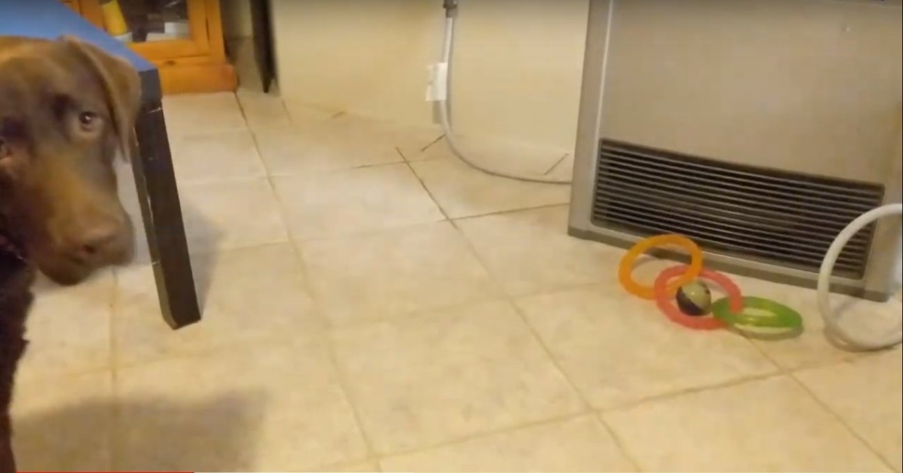 ラブラドールレトリーバー,動画