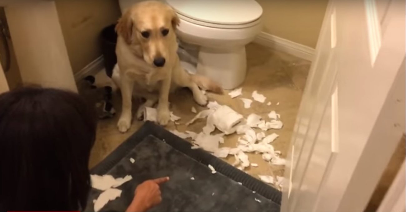 ゴールデンレトリーバー,動画