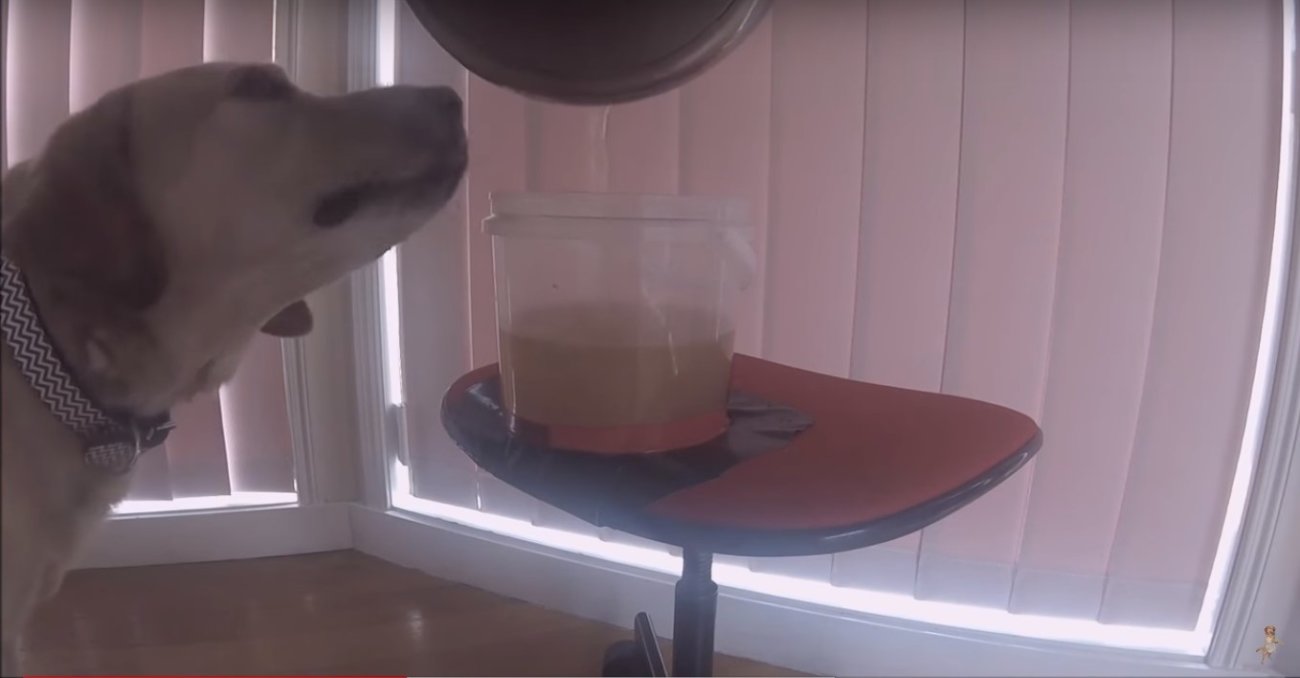 ゴールデンレトリーバー,動画