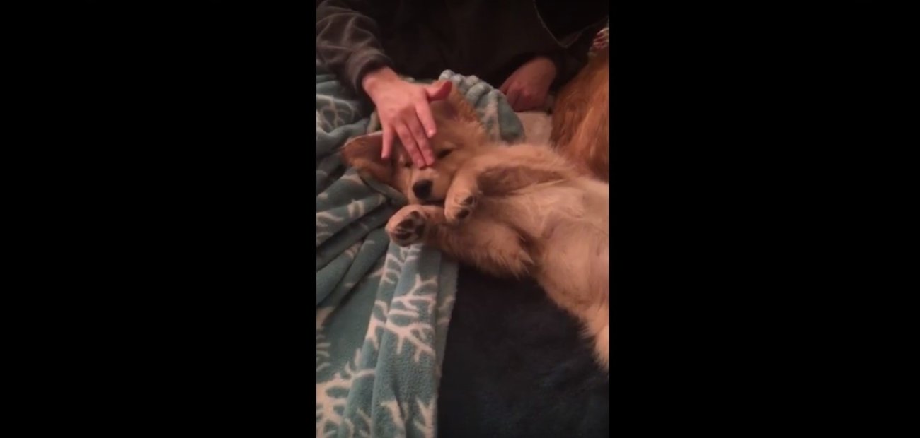 ゴールデンレトリーバー,動画