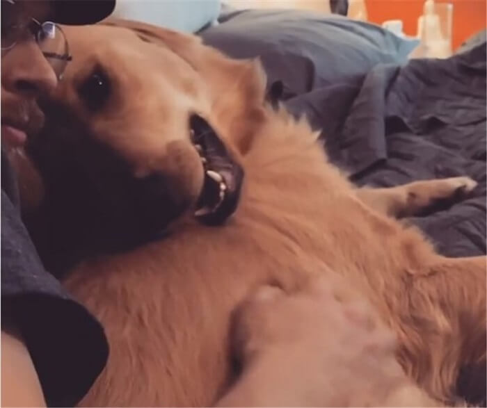 ゴールデンレトリーバー,動画