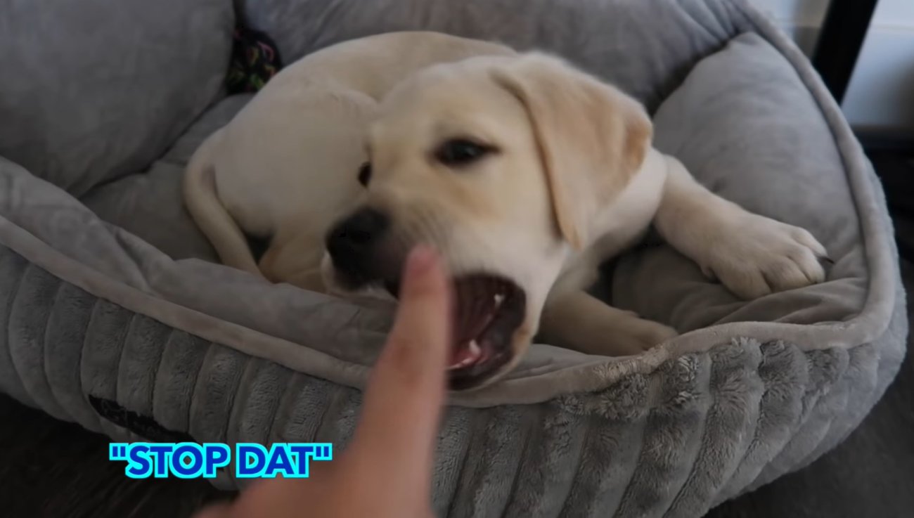 ラブラドールレトリーバー,動画