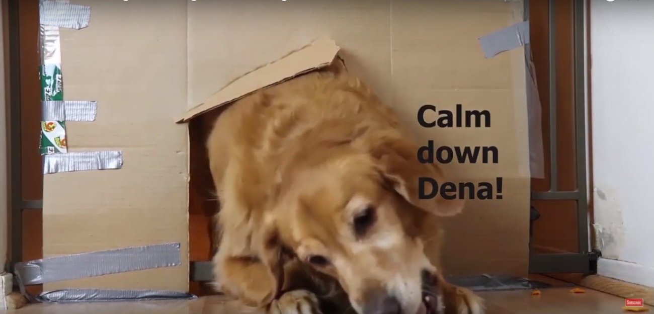 ゴールデンレトリーバー,動画