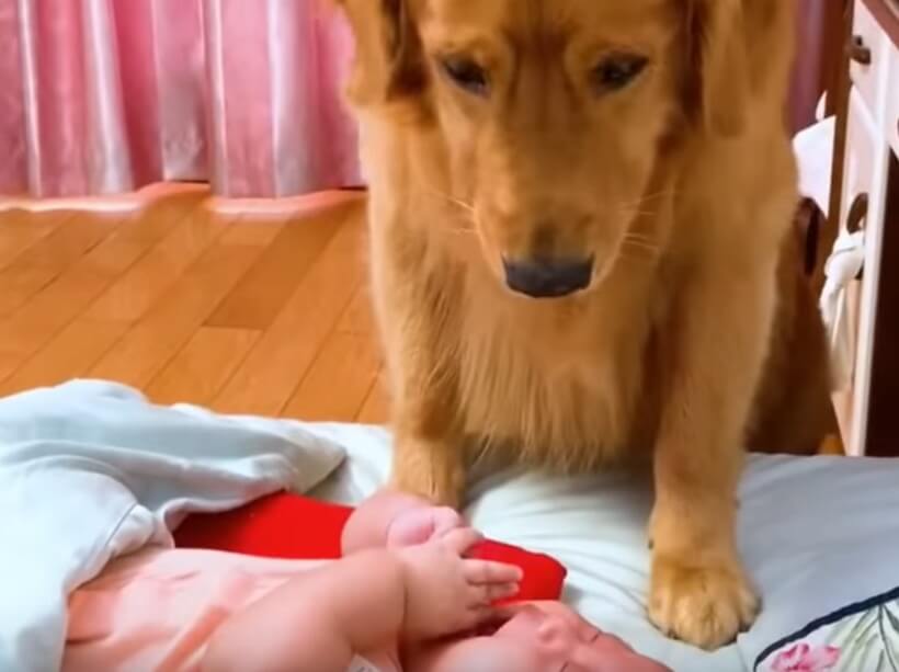 ゴールデンレトリーバー,動画