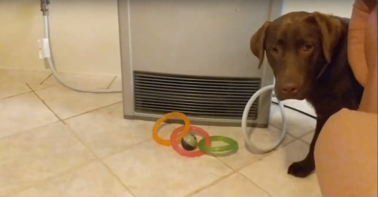 ラブラドールレトリーバー,動画