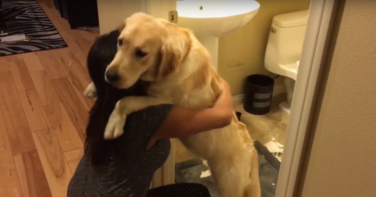 ゴールデンレトリーバー,動画