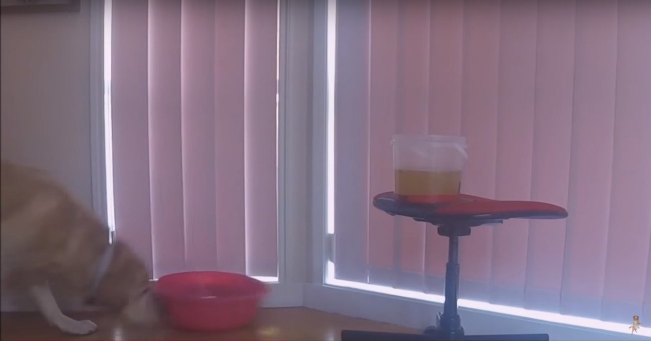 ゴールデンレトリーバー,動画