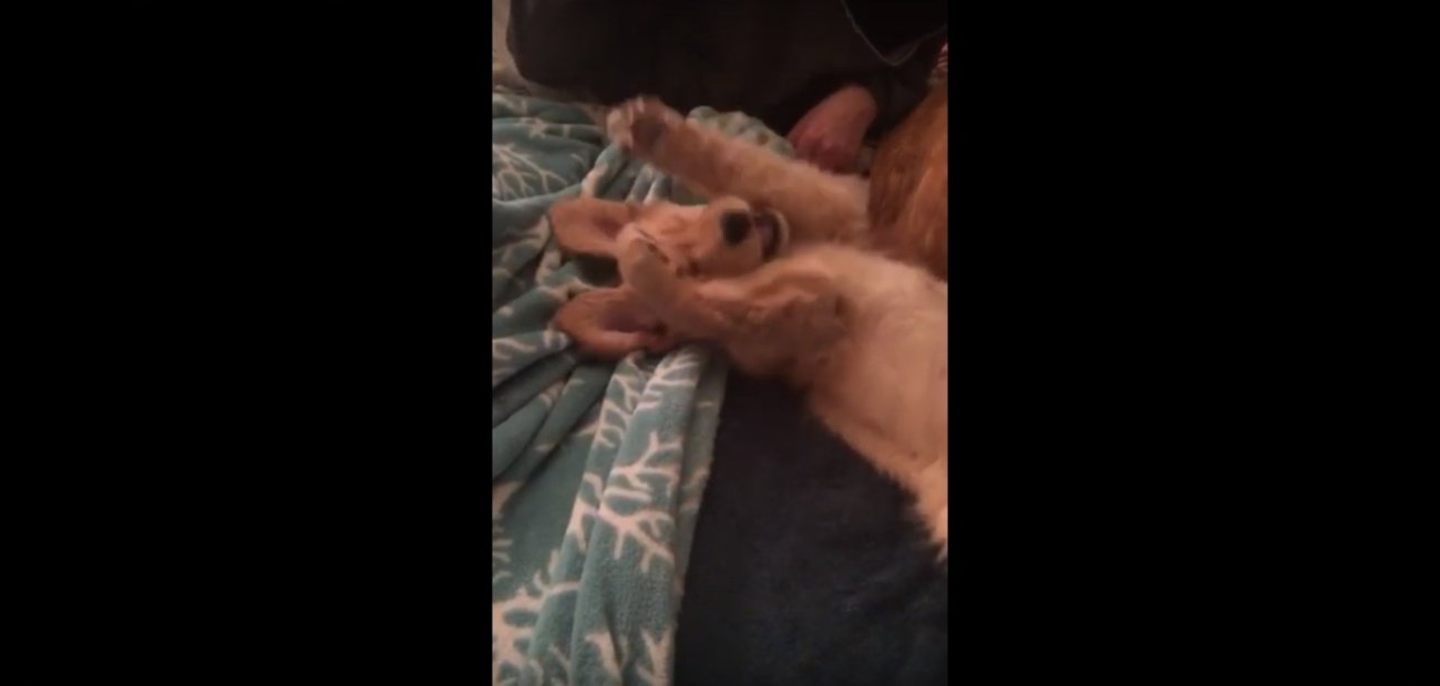 ゴールデンレトリーバー,動画