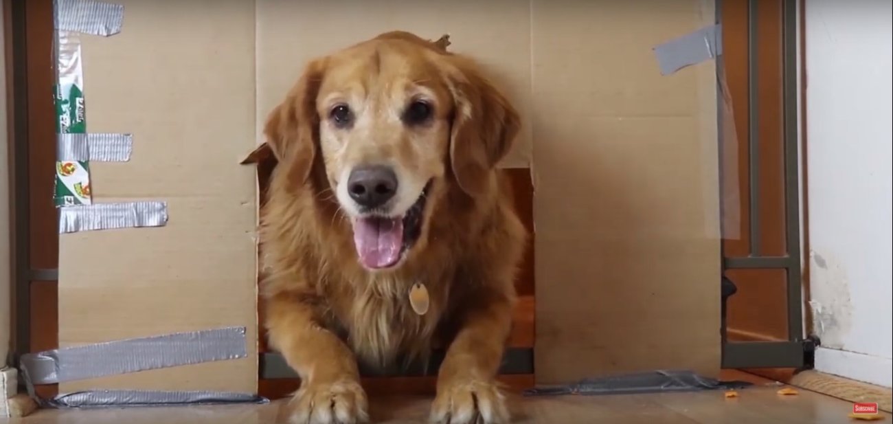 ゴールデンレトリーバー,動画