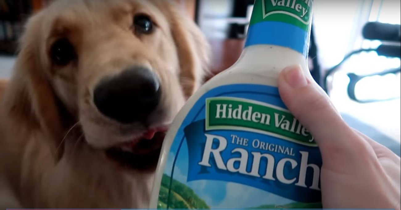 ゴールデンレトリーバー,動画