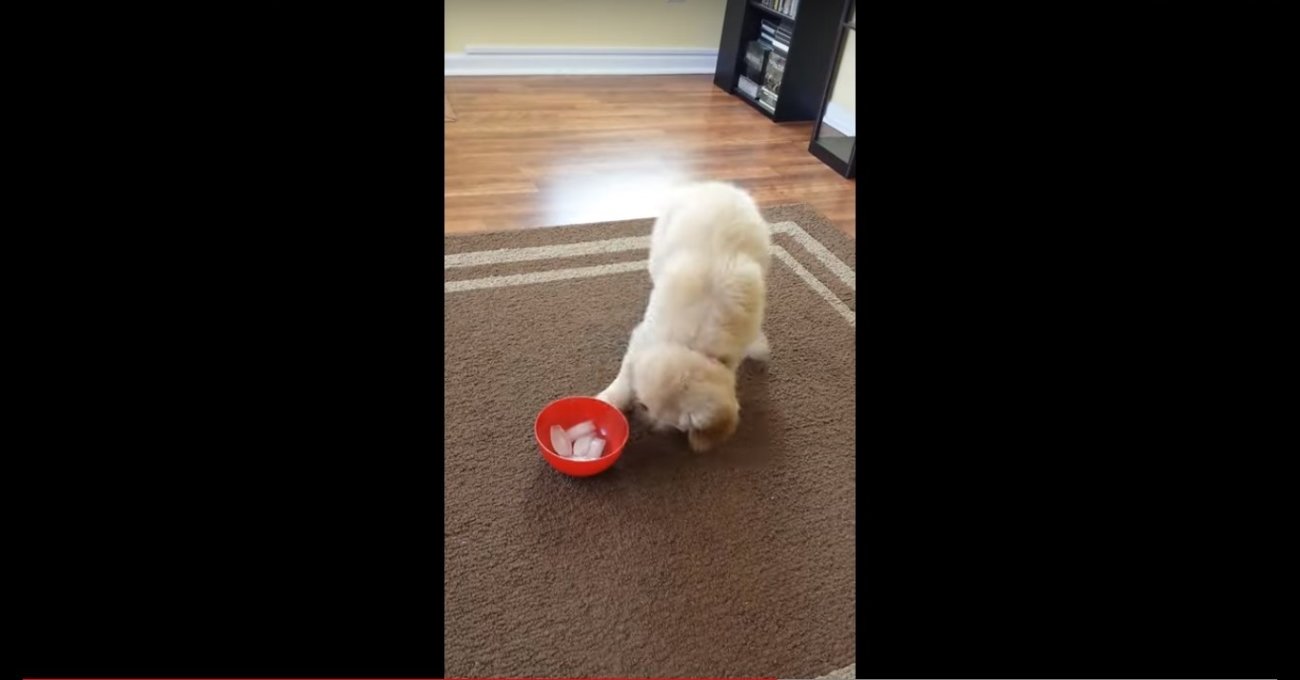 ゴールデンレトリーバー,動画