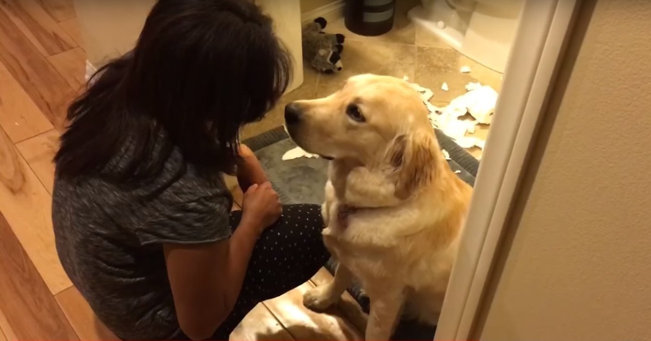 ゴールデンレトリーバー,動画