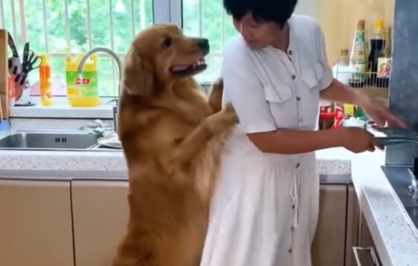 ゴールデンレトリーバー,動画