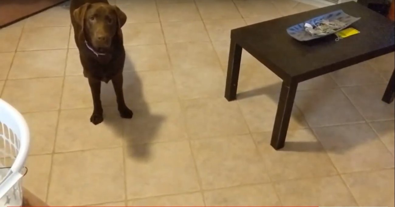 ラブラドールレトリーバー,動画