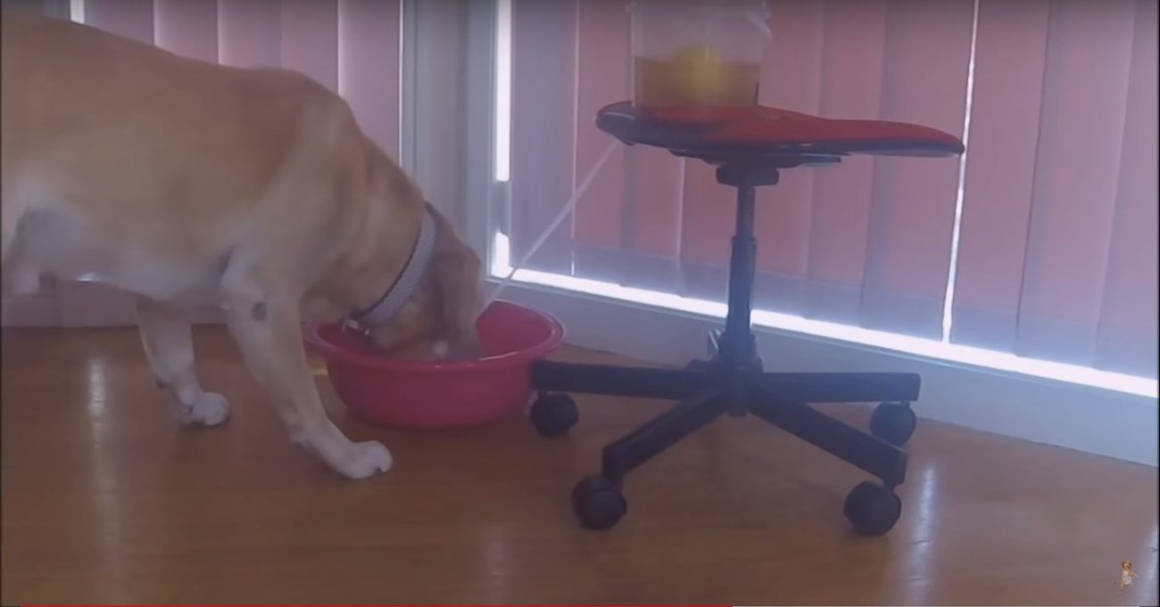 ゴールデンレトリーバー,動画