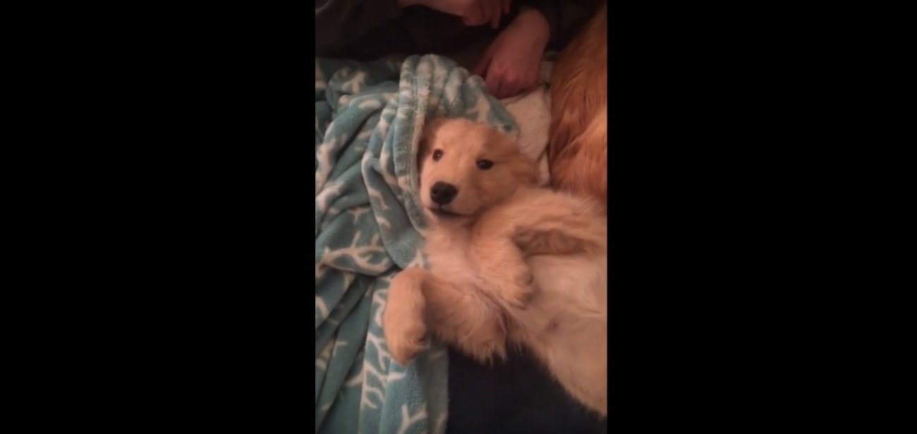 ゴールデンレトリーバー,動画