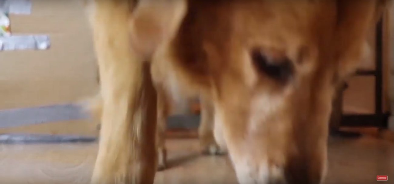 ゴールデンレトリーバー,動画