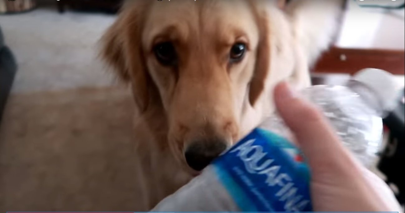 ゴールデンレトリーバー,動画