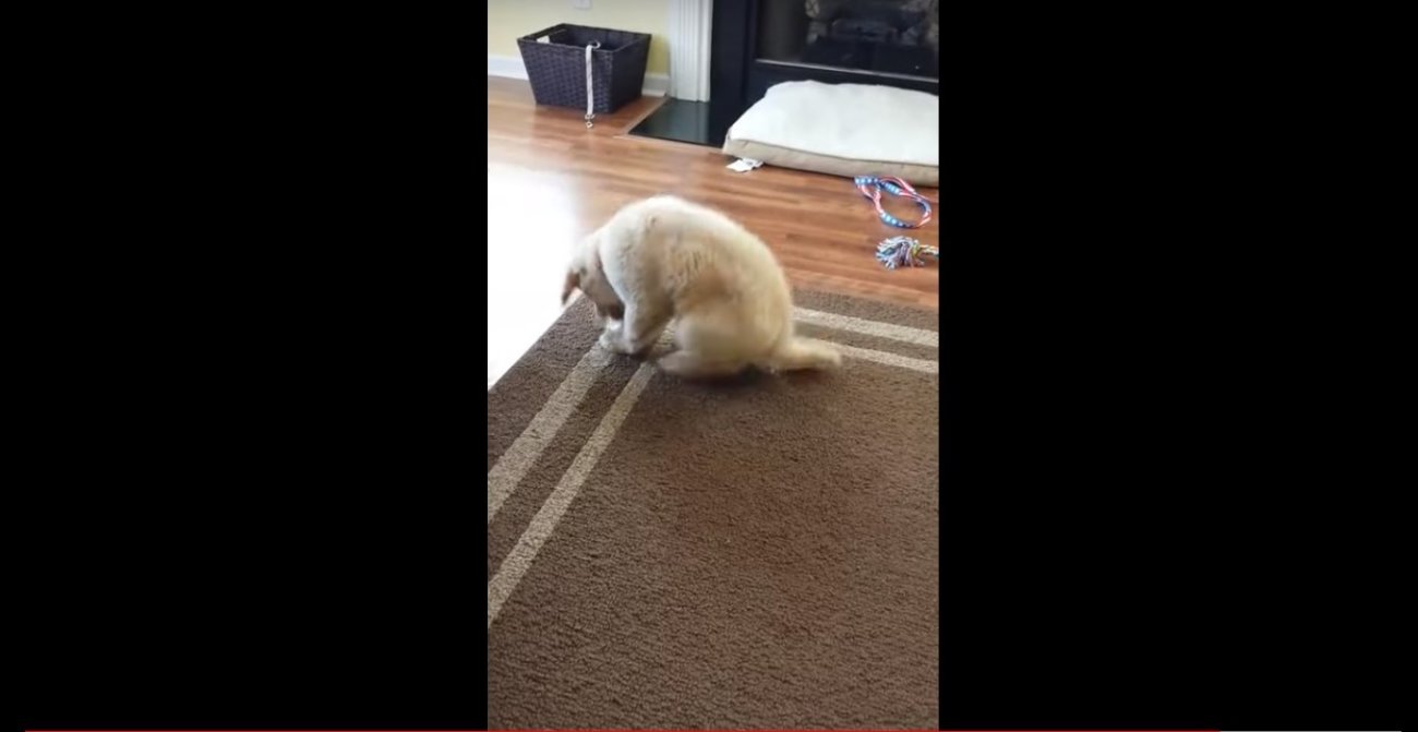 ゴールデンレトリーバー,動画