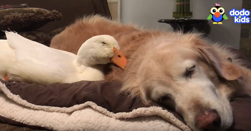 ゴールデンレトリーバー,動画