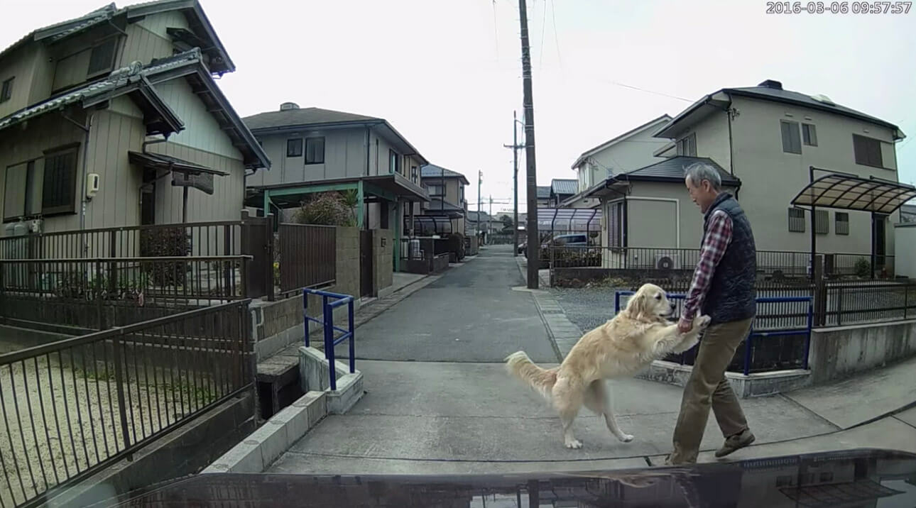 ゴールデンレトリーバー,動画