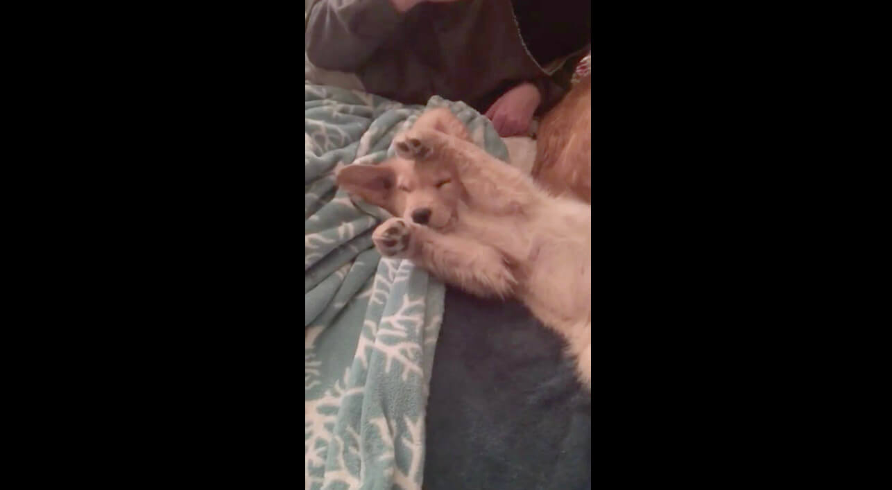 ゴールデンレトリーバー,動画