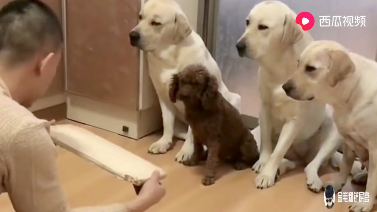 ラブラドールレトリーバー,動画