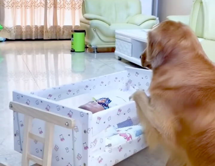 ゴールデンレトリーバー,動画