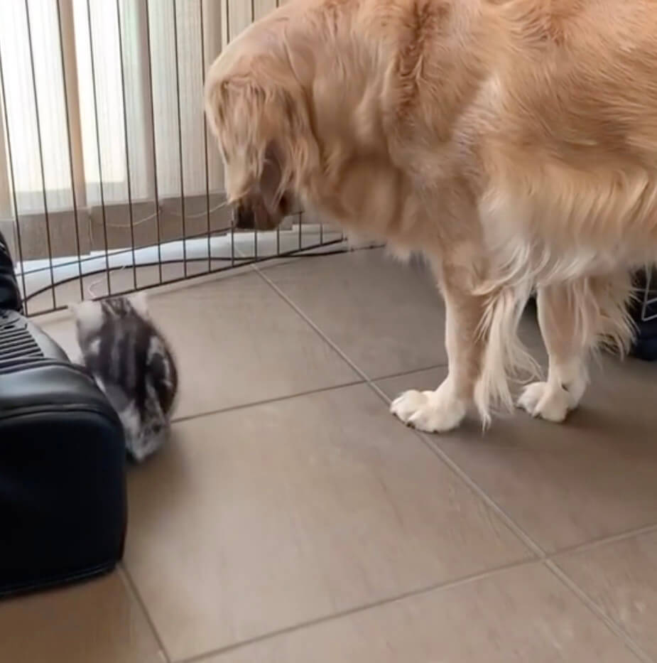 ゴールデンレトリーバー,動画