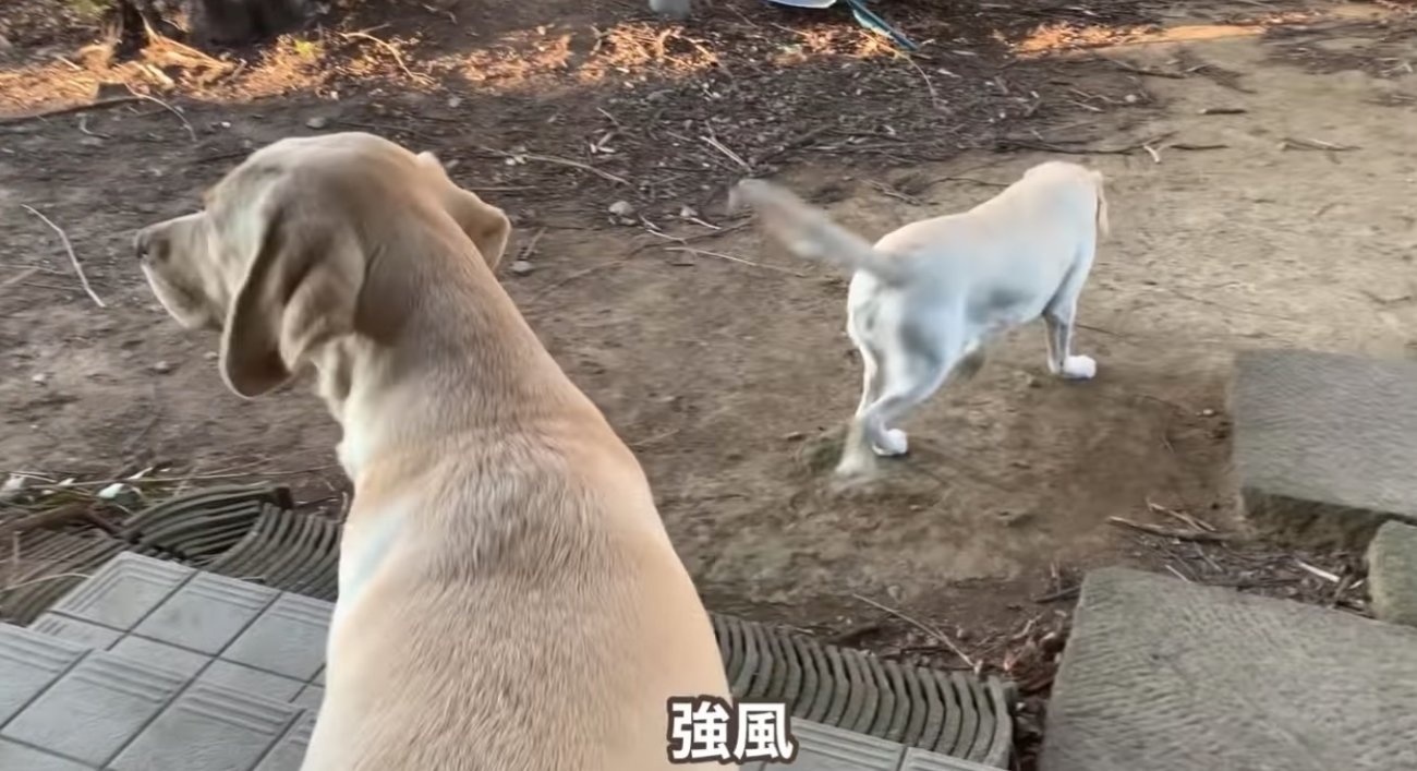 ラブラドールレトリーバー,動画