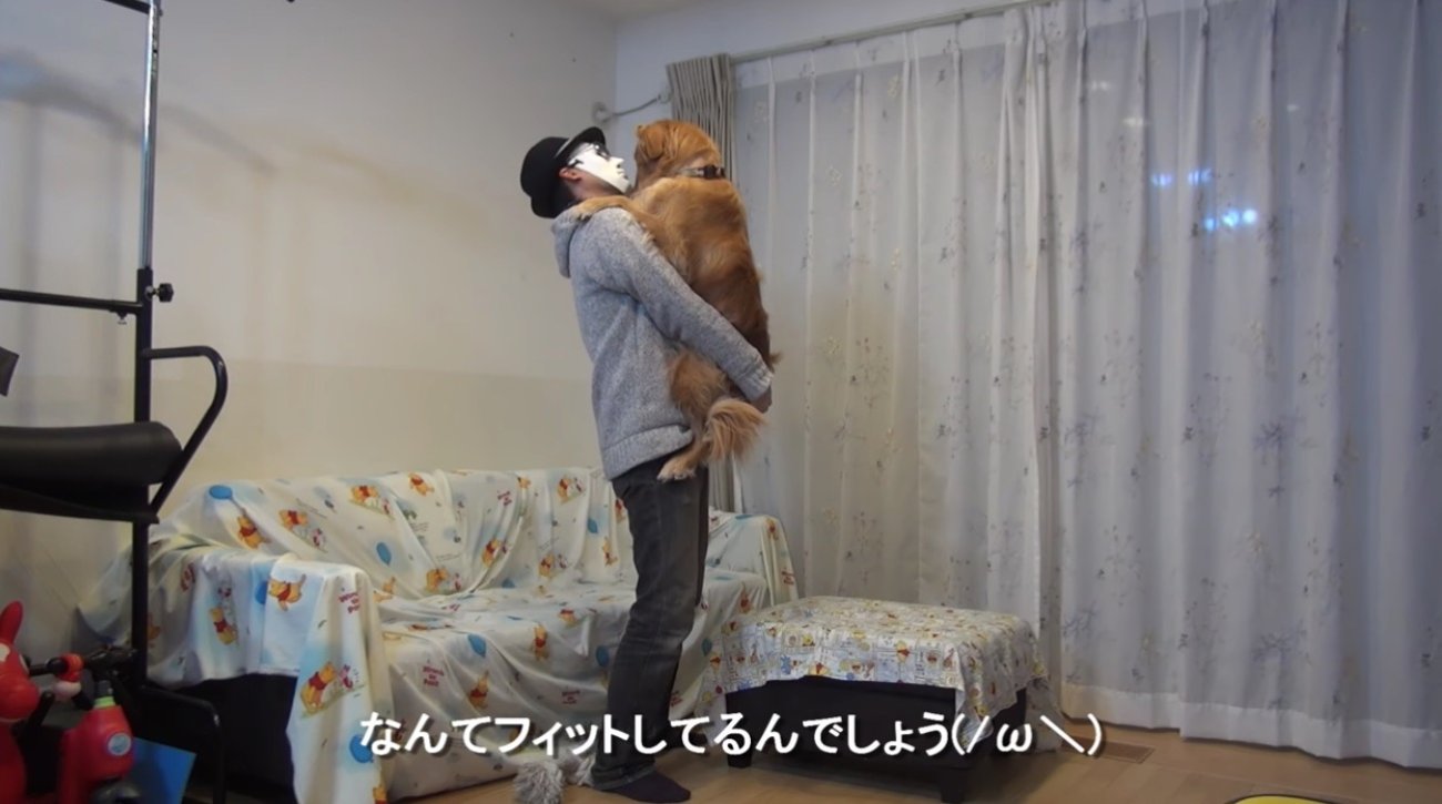 ゴールデンレトリーバー,動画