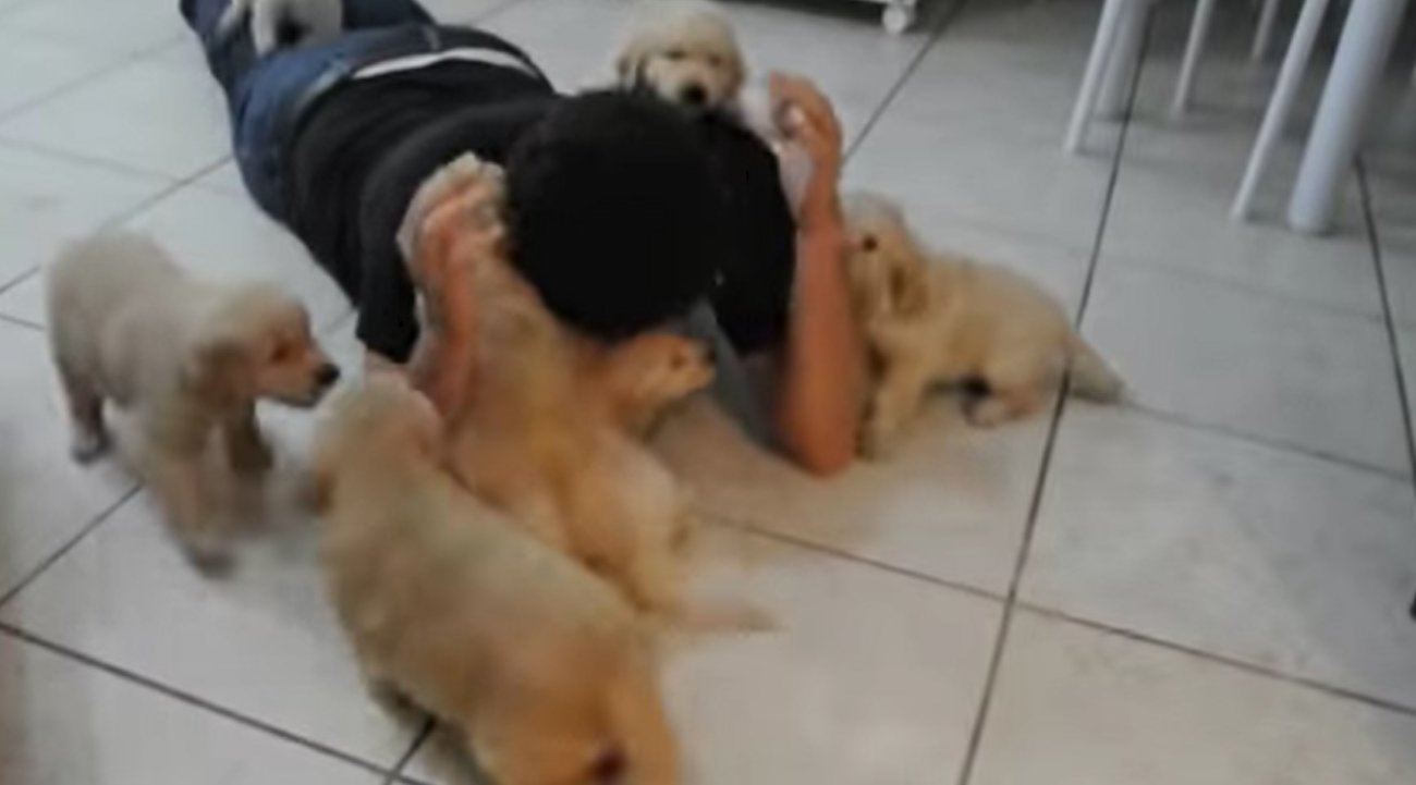 ゴールデンレトリーバー,動画